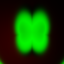 Picbreeder clover output