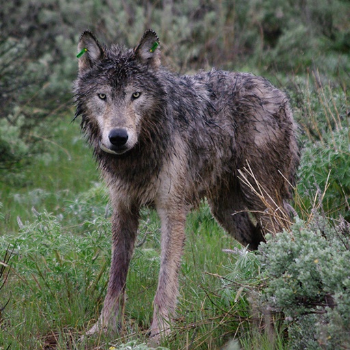 Natural photograph of a wolf standing in brush