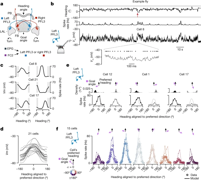 Neural Circuit