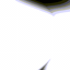 Limbomorph species a